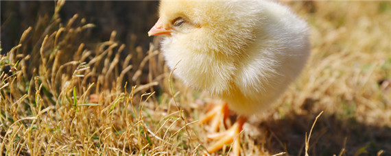 孵化机刚孵出的小鸡怎样喂养（孵化机孵出来的小鸡怎么喂养）