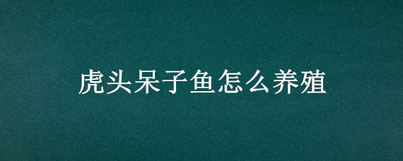 虎头呆子鱼怎么养殖 虎头鱼如何养殖