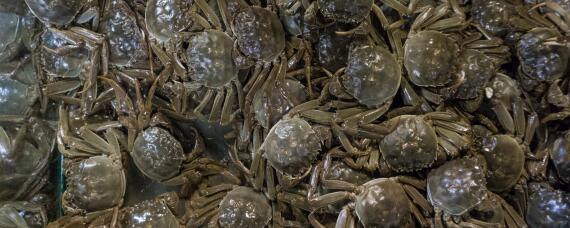 养螃蟹需要什么条件和场所（室内养殖螃蟹要养什么螃蟹）
