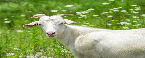 怎样让绒山羊产双羔 绒山羊产双羔率高吗