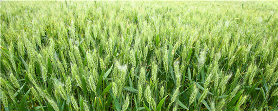 小麦浇几次水最合适 小麦一生需要浇几次水