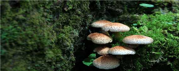 种植蘑菇技术 种蘑菇怎么种植方法