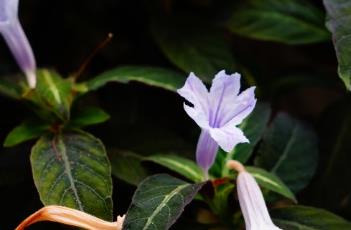紫叶芦莉草