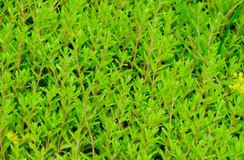 垂盆草