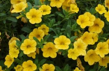 舞春花 舞春花