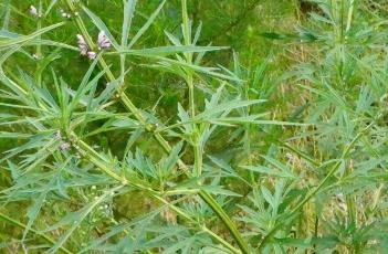 益母草 益母草