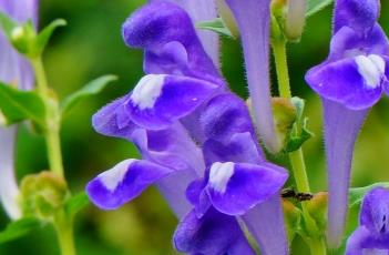 黄芩_本草新编（黄芩本草新编）