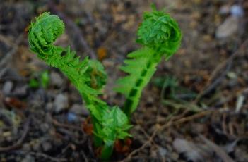 荚果蕨 荚果蕨