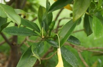 非洲茉莉 非洲茉莉