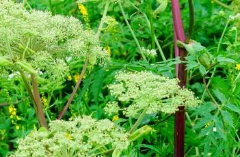 白芷_本草新编（本草纲目 白芷）