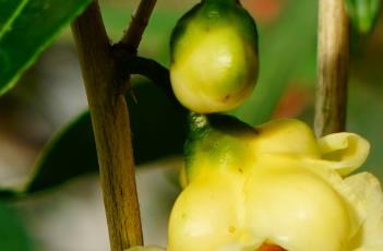 东兴金花茶（东兴金花茶多少钱一斤）