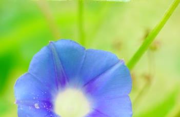牵牛子_证类本草 牵牛子_证类本草