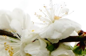 白花山碧桃 白花山碧桃