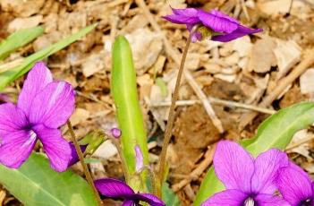 紫花地丁（紫花地丁图片）