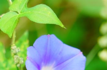 牵牛子_证类本草 牵牛子_证类本草