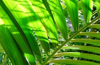 荷威椰子 椰子350v2薄荷绿