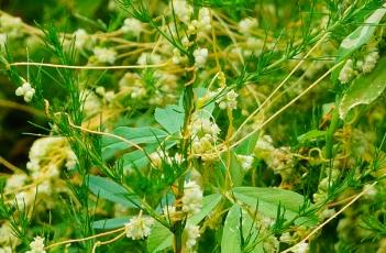 菟丝子_证类本草（菟丝子本草纲目的药性）