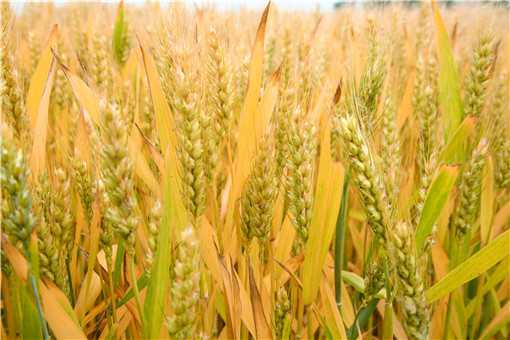 春小麦和冬小麦的区别是什么 什么叫春小麦和冬小麦