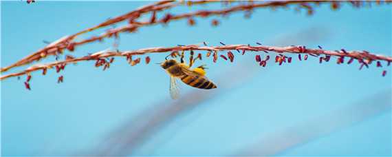 工蜂的寿命有多长（工蜂能活多少年）