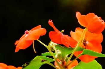 非洲凤仙花（非洲凤仙花有毒吗?可以在室内养吗?）