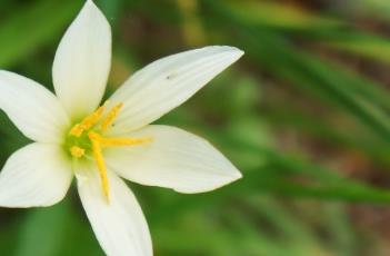 风雨花