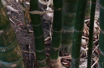 佛肚竹（佛肚竹耐寒吗）