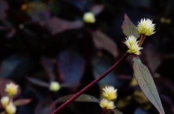 红龙草