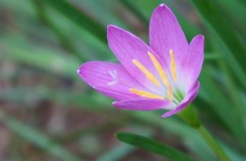 风雨花