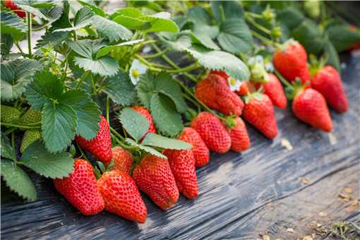 红颜草莓和奶油草莓有什么区别（红颜草莓和奶油草莓有什么区别图片）