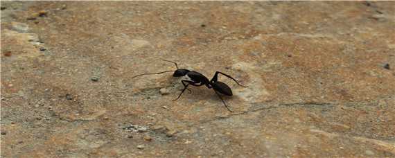 红蚂蚁的繁殖 红蚂蚁的繁殖速度