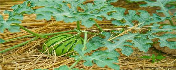 大棚西瓜的种植方法和管理技术
