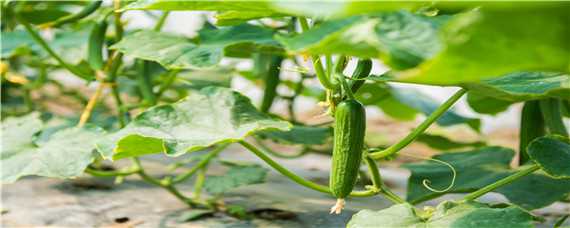 大棚黄瓜种植技术之黄瓜管理技术 蔬菜大棚黄瓜栽培技术