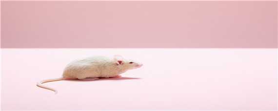 怎么防止老鼠爬床（怎么防止老鼠爬床上去）