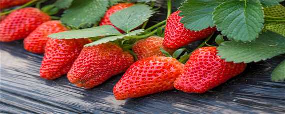 大棚草莓亩产量一般多少斤（大棚草莓每亩产量多少斤）