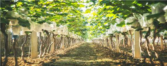 阳光十三葡萄品种介绍 葡萄的品种阳光