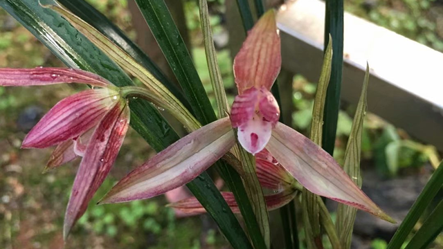 阳台蕙兰不开花怎么办（家庭养蕙兰为什么老不开花）