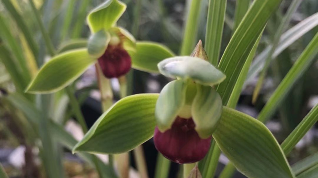 春兰兰花冬天养殖方法（春兰如何种植及养护）