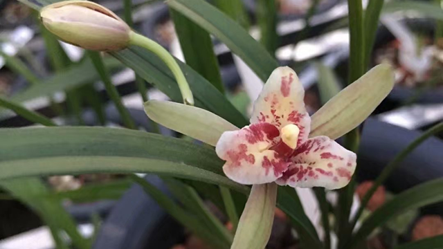 花生壳种植兰花经验（花生壳和什么栽兰花）