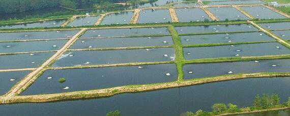 农村水产养殖项目（农村水产养殖项目成果预测）