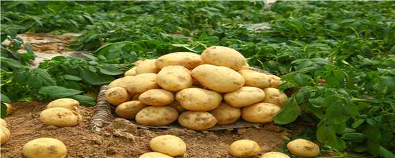 土豆的种植技术（土豆的种植技术视频）