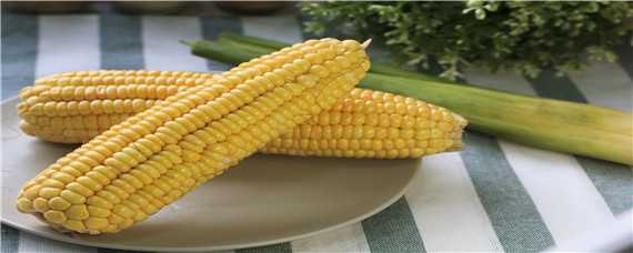 迪卡2188玉米种子积温多少 迪卡2188玉米种子成熟期多少天