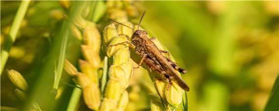 蝗虫的发育过程 蝗虫的发育过程没有蛹期属于不完全变态