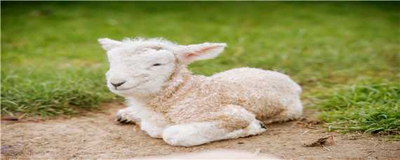 羊养殖周期多长时间 养羊周期需要多久