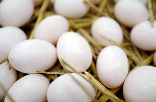 鸽子蛋和鸡蛋营养对比（鸽子蛋和鸡蛋营养对比视频）