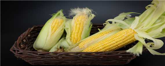 利合228玉米种积温多少 利合228玉米生长期