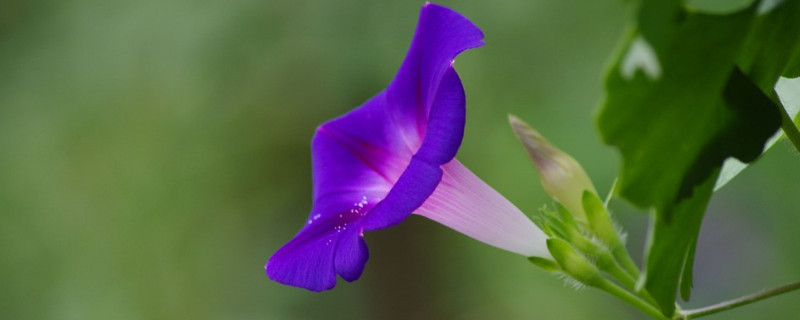 牵牛花藤可以吃吗