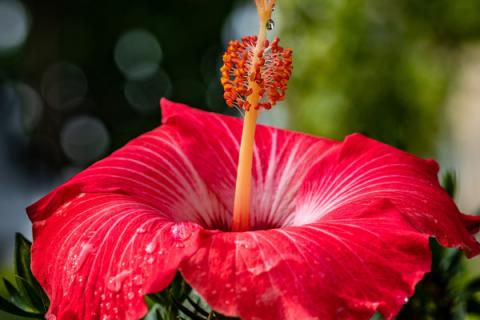 芙蓉花长种球后怎么办