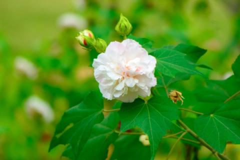 芙蓉花夏季能换盆吗