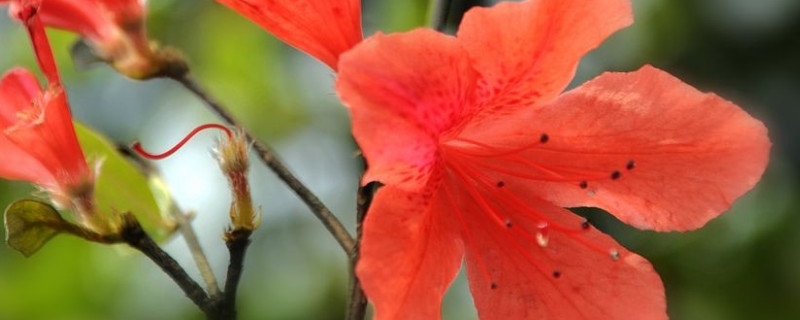 杜鹃花蕾期能喷水吗（杜鹃花花蕾期能喷水吗）