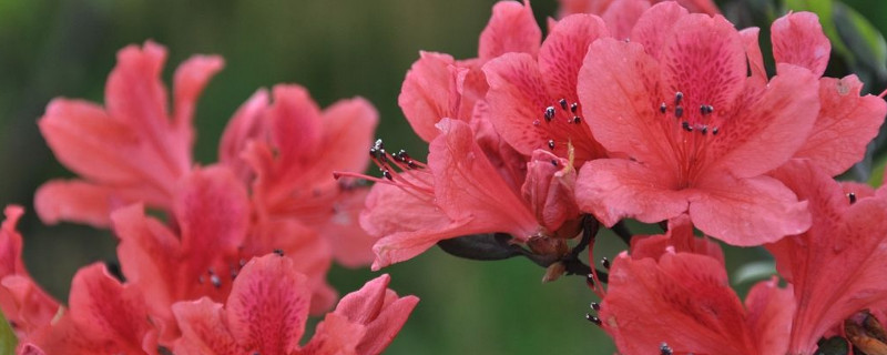 杜鹃花叶子和花苞干枯